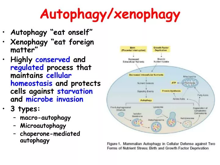 autophagy xenophagy