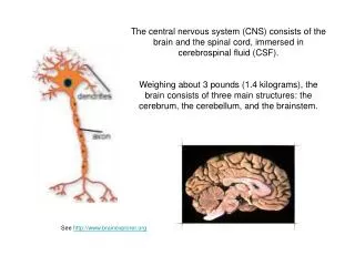 The central nervous system (CNS) consists of the brain and the spinal cord, immersed in cerebrospinal fluid (CSF).