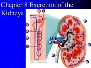 Chapter 8 Excretion of the Kidneys