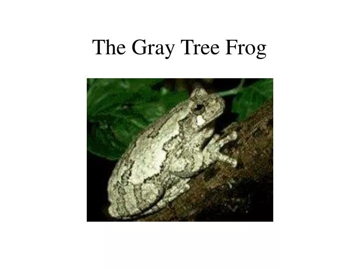 the gray tree frog