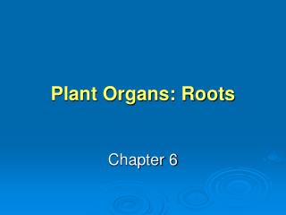 Plant Organs: Roots