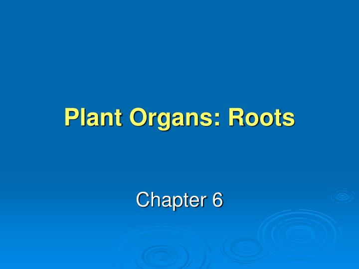 plant organs roots