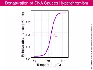 Denaturation of DNA Causes Hyperchromism