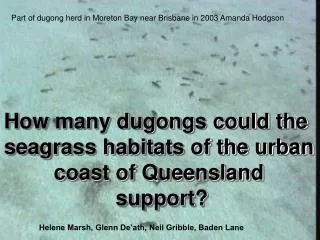 How many dugongs could the seagrass habitats of the urban coast of Queensland support?