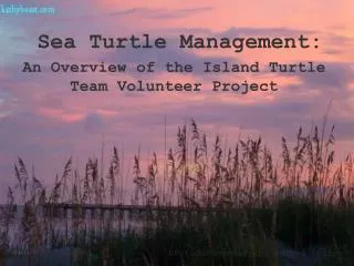 An Overview of the Island Turtle Team Volunteer Project