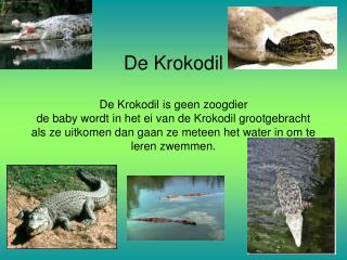 Kenmerken Krokodillen