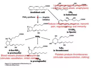 Platelets produce thromboxanes (stimulate vasoconstriction, clotting)