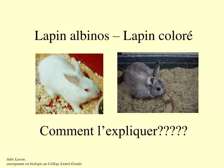 lapin albinos lapin color