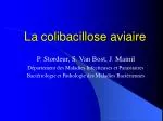 La colibacillose aviaire - slide 1