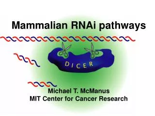 Mammalian RNAi pathways Michael T. McManus MIT Center for Cancer Research