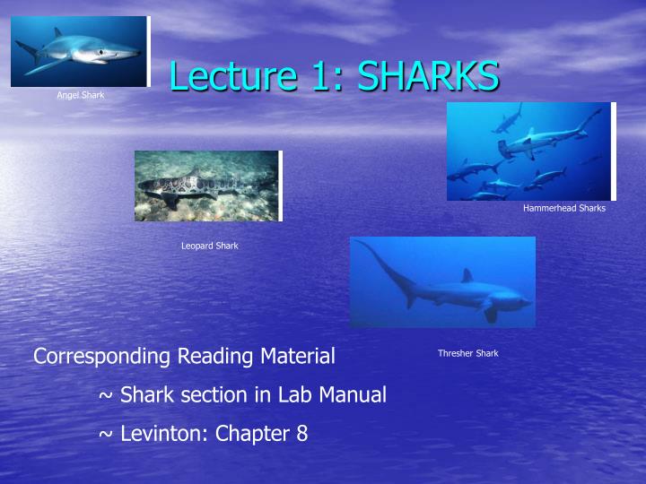lecture 1 sharks