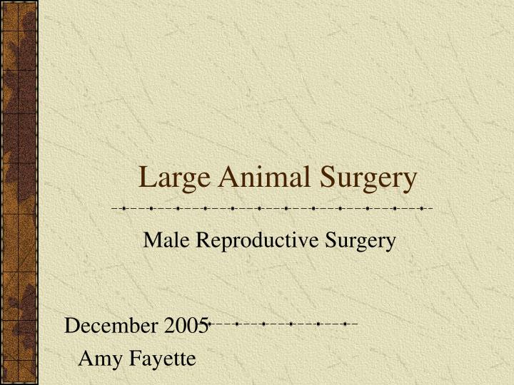 large animal surgery