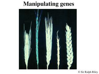 Manipulating genes