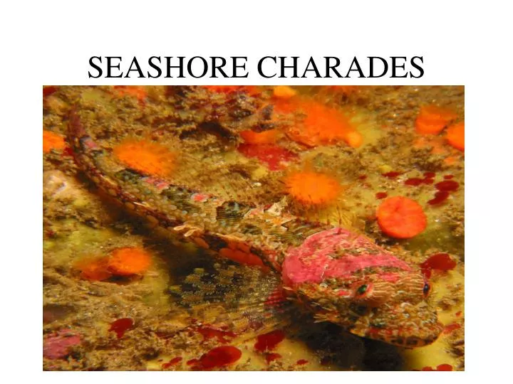 seashore charades
