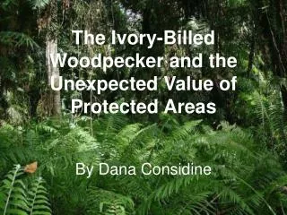 The Ivory-Billed Woodpecker and the Unexpected Value of Protected Areas