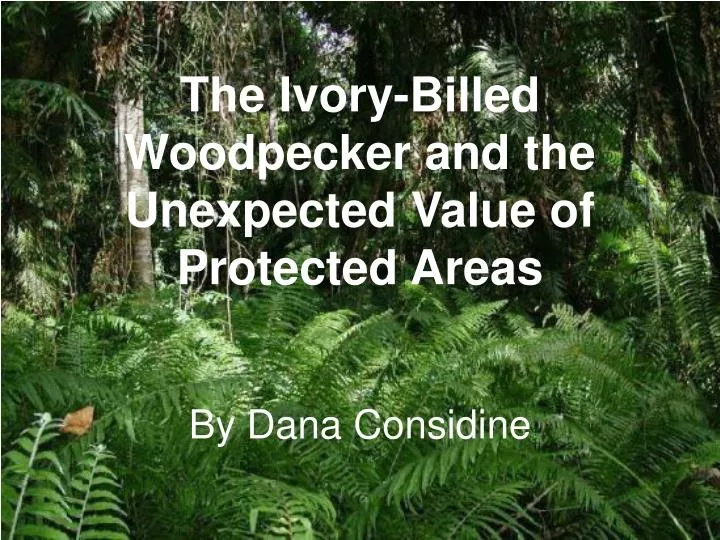 the ivory billed woodpecker and the unexpected value of protected areas