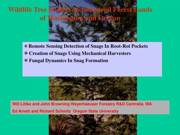 wildlife tree studies on industrial forest lands of washington and oregon