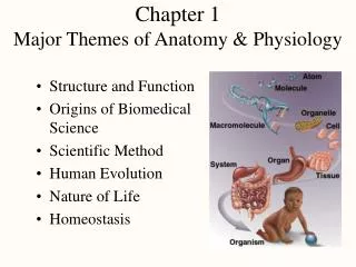 Chapter 1 Major Themes of Anatomy &amp; Physiology