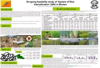 On-going feasibility study of ‘System of Rice Intensification’ (SRI) in Bhutan