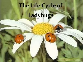 The Life Cycle of Ladybugs