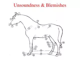Unsoundness &amp; Blemishes