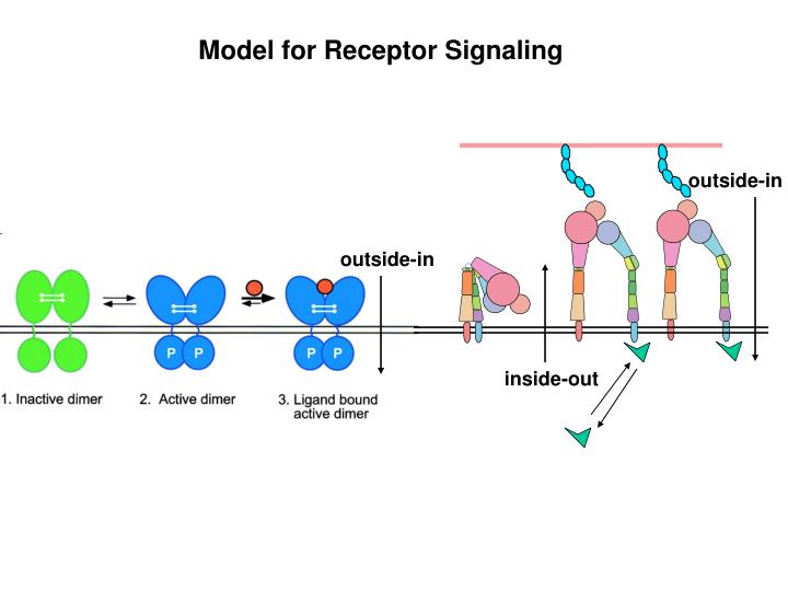 model for receptor signaling