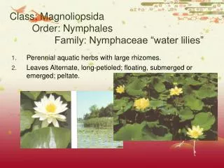 Class: Magnoliopsida 	Order: Nymphales 		Family: Nymphaceae “water lilies”