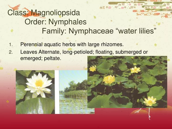 class magnoliopsida order nymphales family nymphaceae water lilies