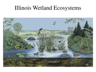 Illinois Wetland Ecosystems