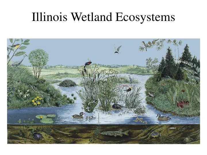 illinois wetland ecosystems