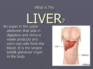 What is The LIVER ?