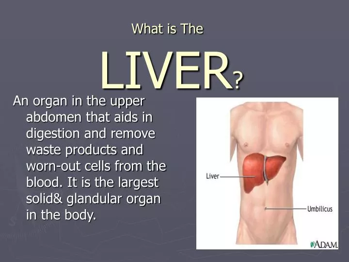 what is the liver