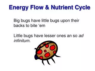 Energy Flow &amp; Nutrient Cycle