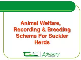 Animal Welfare, Recording &amp; Breeding Scheme For Suckler Herds