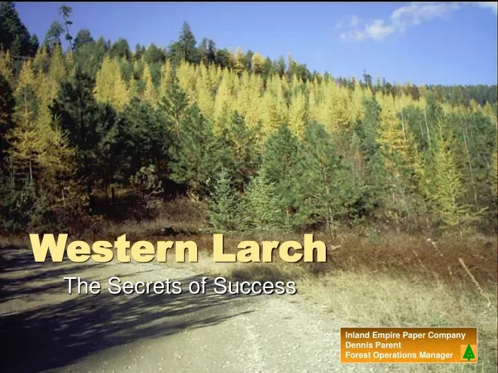 western larch