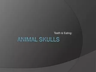 Animal Skulls