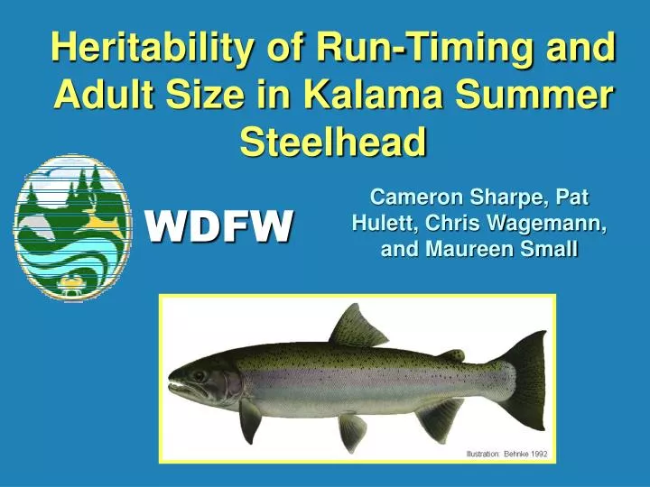 heritability of run timing and adult size in kalama summer steelhead