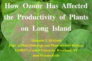 How Ozone Has Affected the Productivity of Plants on Long Island