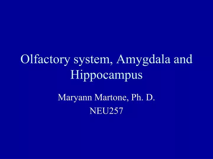 olfactory system amygdala and hippocampus