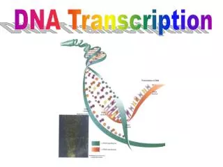 DNA Transcription