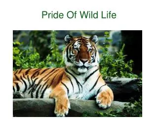 Wildlife2india.com is Safari2India website