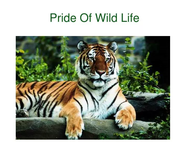 pride of wild life