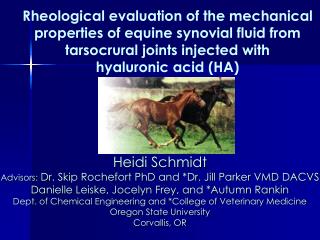 Rheological evaluation of the mechanical properties of equine synovial fluid from tarsocrural joints injected with hy