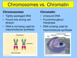 Chromosomes vs. Chromatin