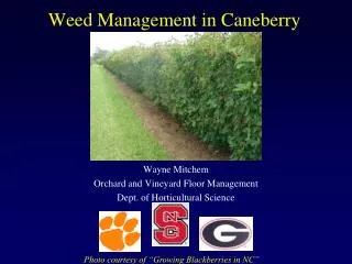 Weed Management in Caneberry