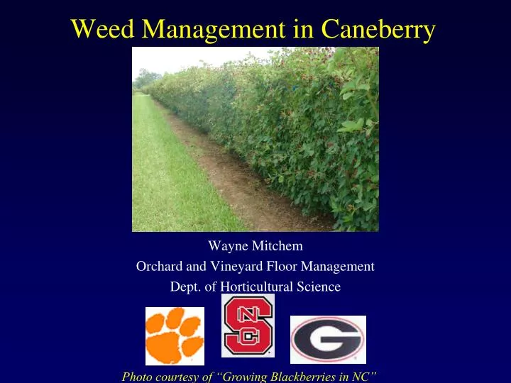 weed management in caneberry