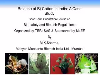 Release of Bt Cotton in India: A Case Study Short Term Orientation Course on Bio-safety and Biotech Regulations Organiz