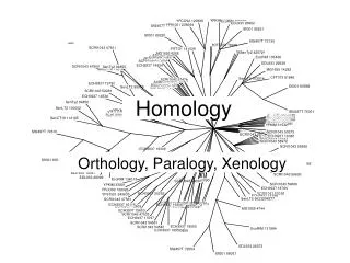 Homology