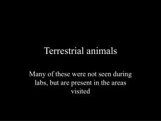 Terrestrial animals