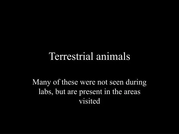 terrestrial animals